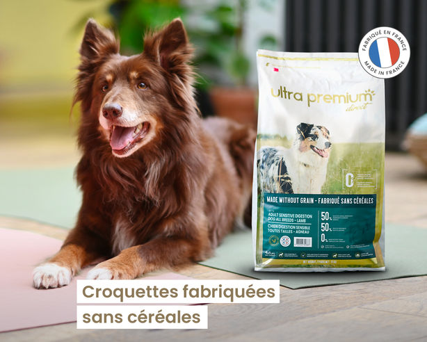 offre croquettes chien