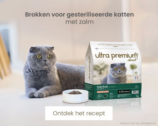 brokken gesteriliseerde katten met zalm