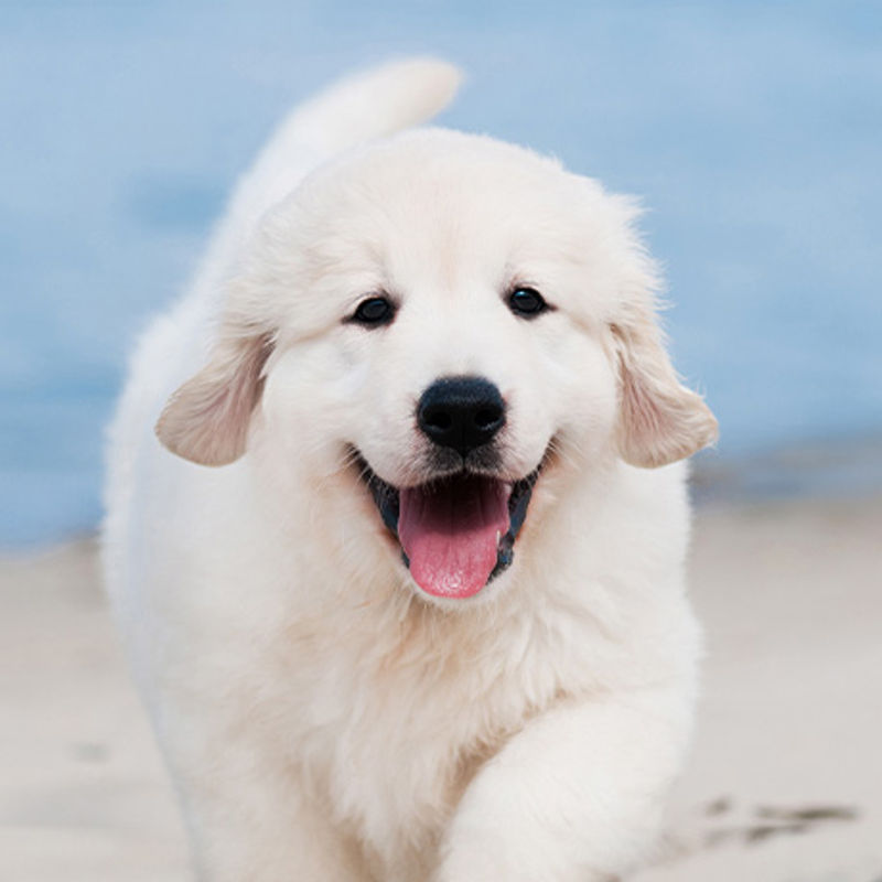 Friandise savoureuse Sans Céréales pour Chien adulte