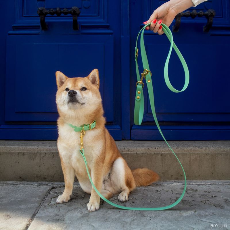 Shiba Inu avec un collier et une laisse vert sauge Fidèle Paris en partenariat avec Ultra Premium Direct