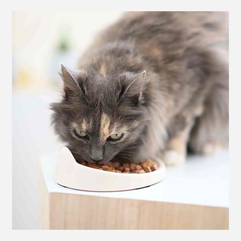Les produits   Alimentation et friandise chat - Gelée