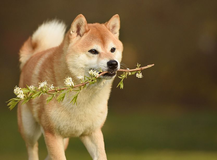 Chien s'amusant en plein air 