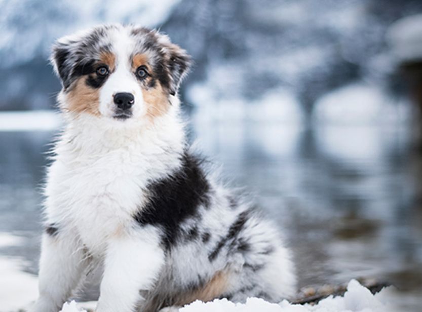 Chien sur de la neige en hiver
