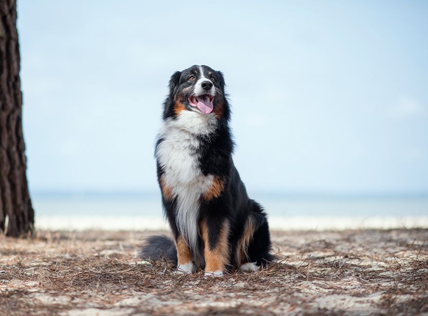 Bouvier Bernois sur la plage
