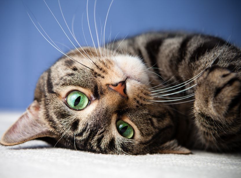 chat tabby allongé devant un mur bleu
