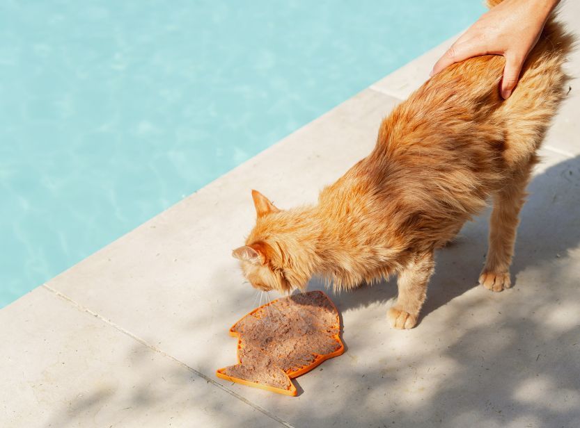 chat roux mangeant sa pâtée sur un tapis de léchage au bord de la piscine en été