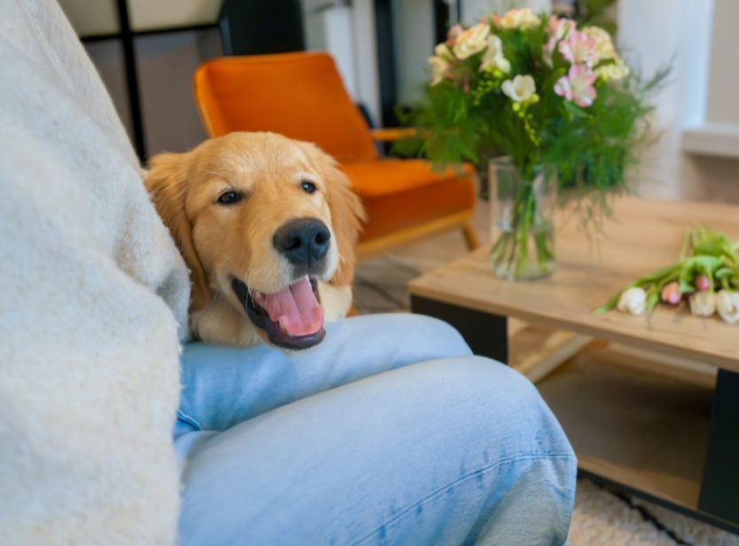 golden retriever sur le canapé avec son maître