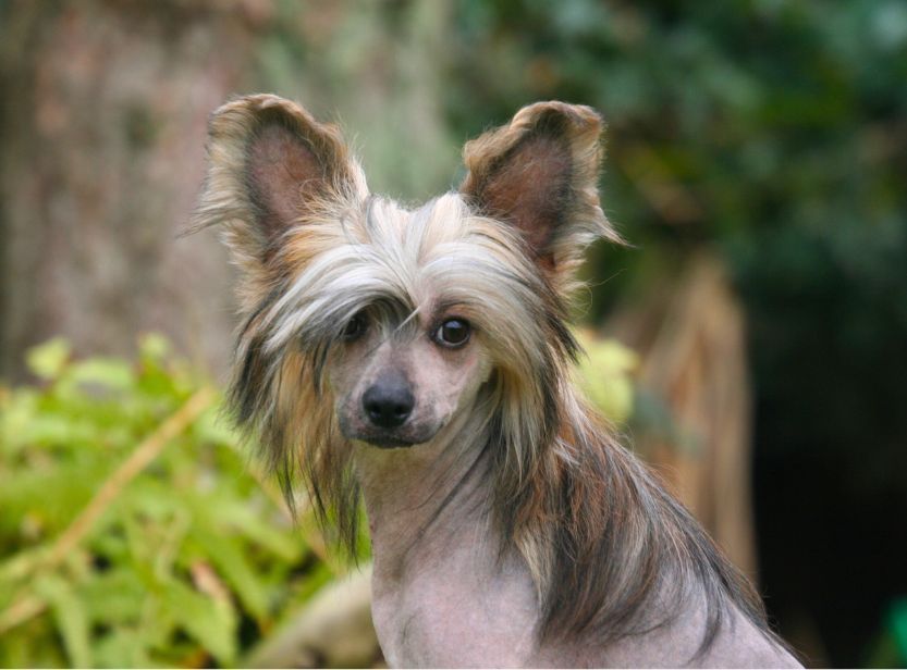 chien chinois à crète gris en extérieur
