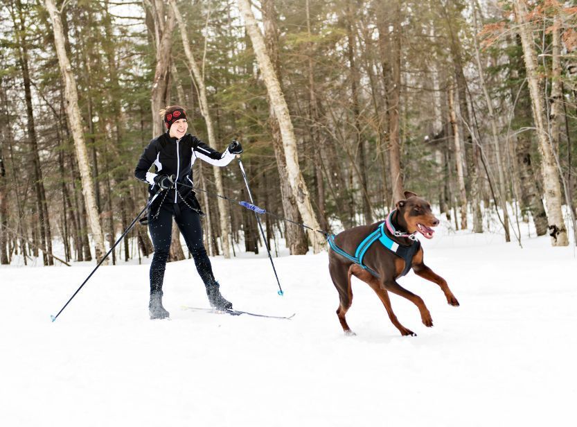 chien marron dans la neige faisant du skijöring avec sa maîtresse