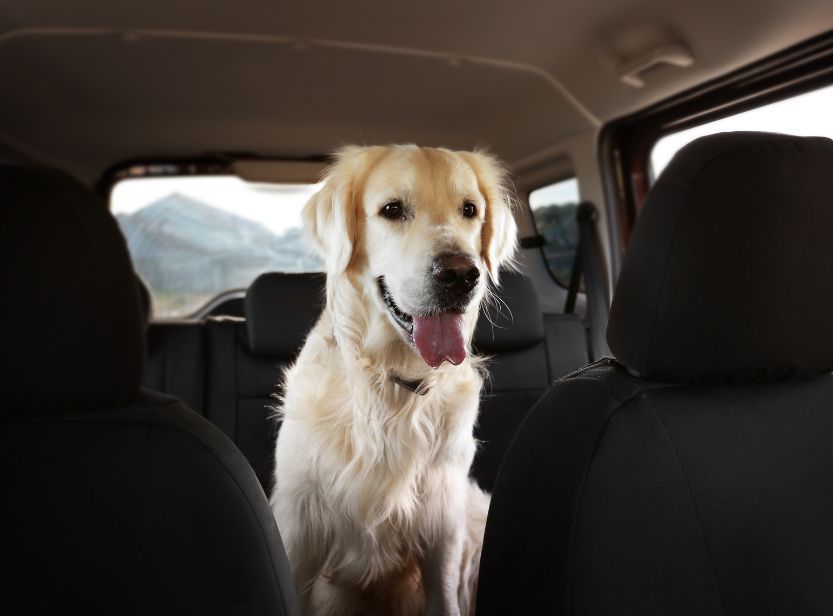 golden retriever assis dans une voiture
