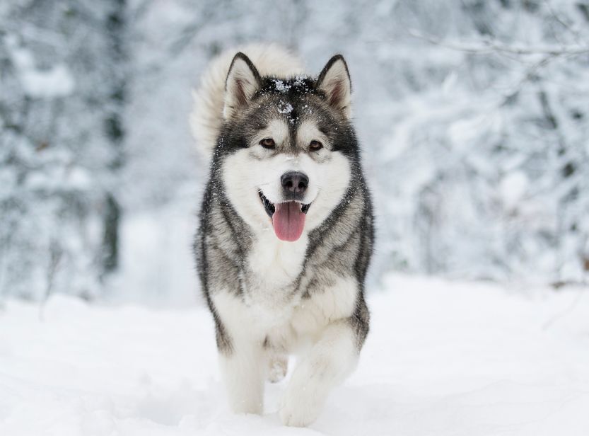 malamute dans la neige