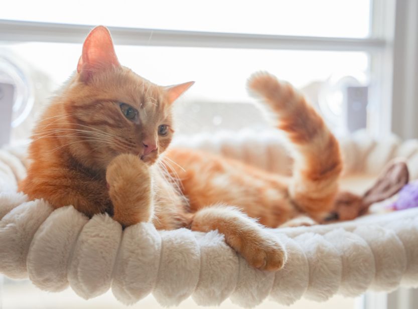 chat roux sur son arbre à chat