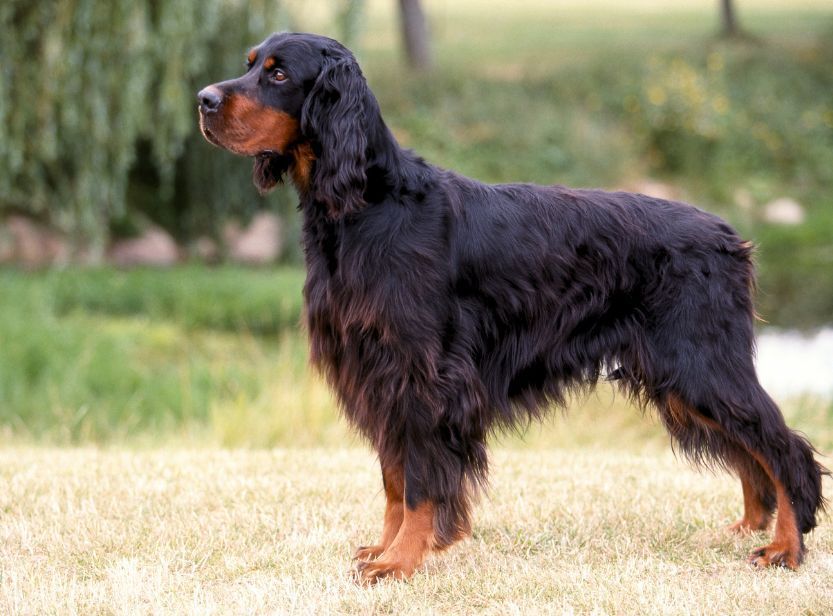 setter gordon regardant à gauche