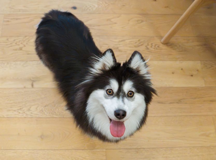 pomsky noir et blanc sur du parquet