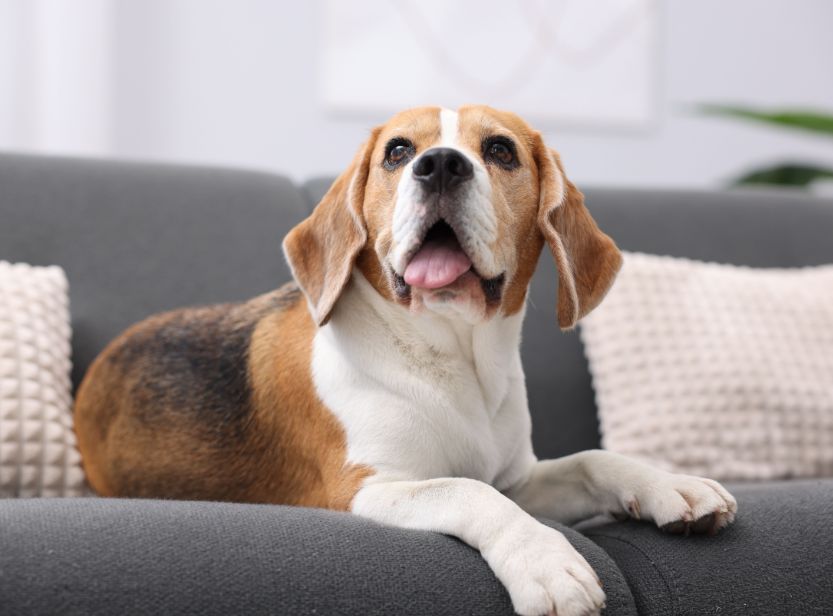 beagle allongé sur son canapé