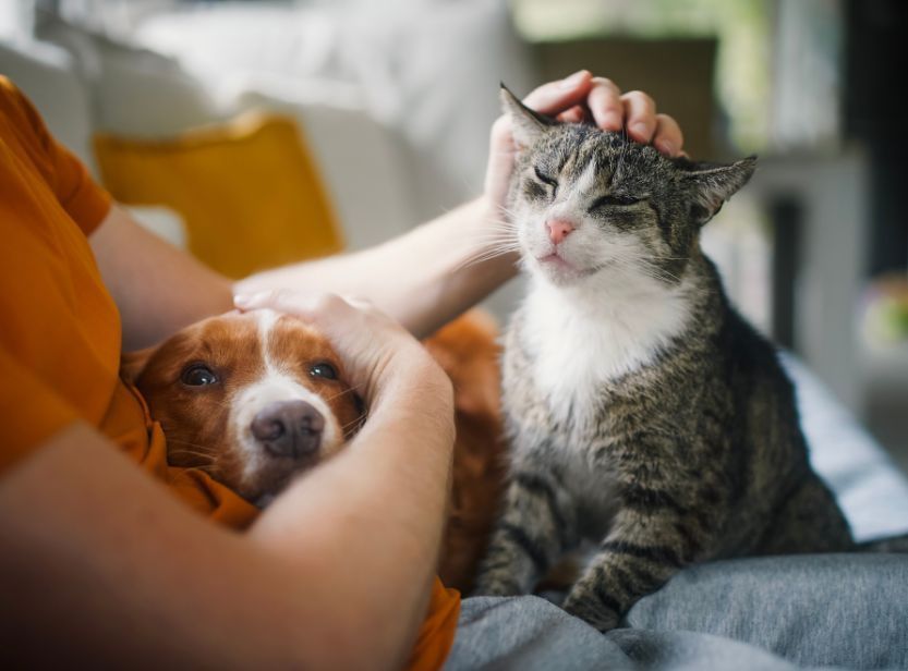 chien et chat recevant un câlin de leur maîtresse