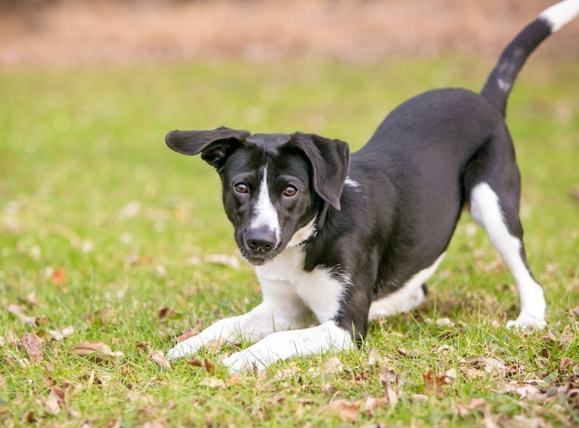 chien noir et blanc jouant dans l'herbe