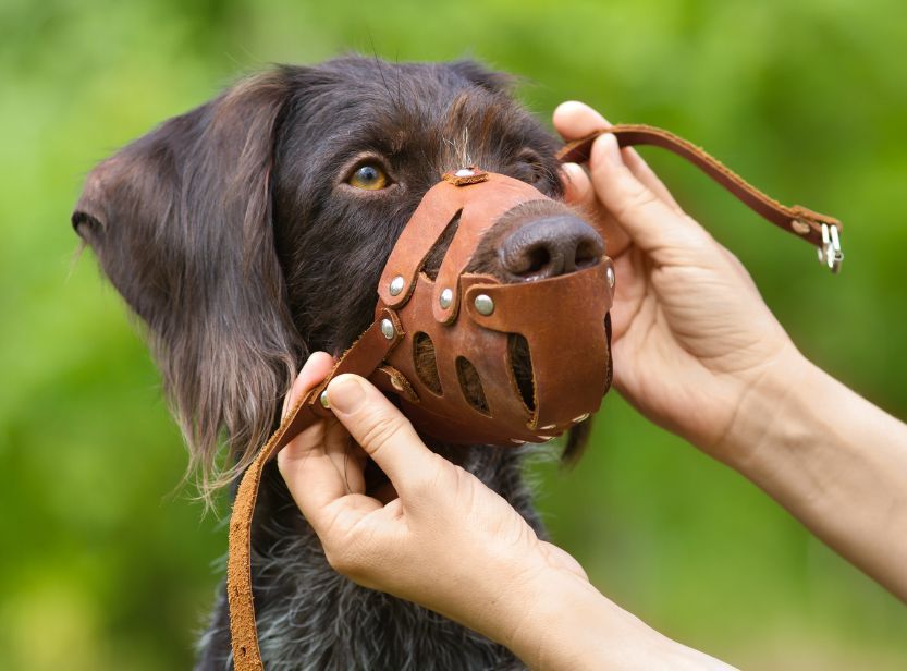 chien avec une muselière en cuir