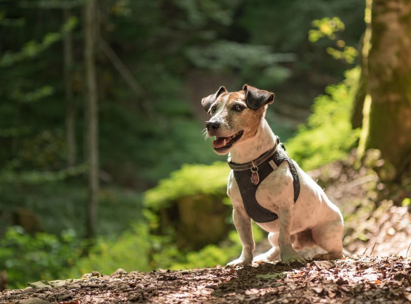 chien avec un harnais pour une randonnée