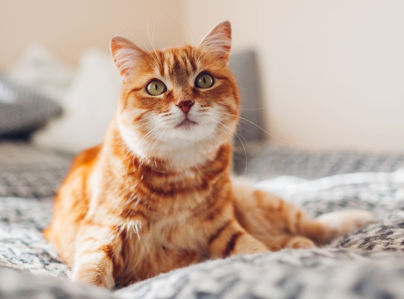 chat roux tabby sur un lit