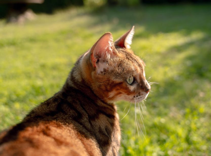 chat roux tabby en extérieur