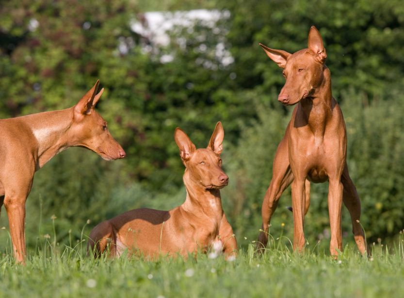 chiens du pharaon dans la nature