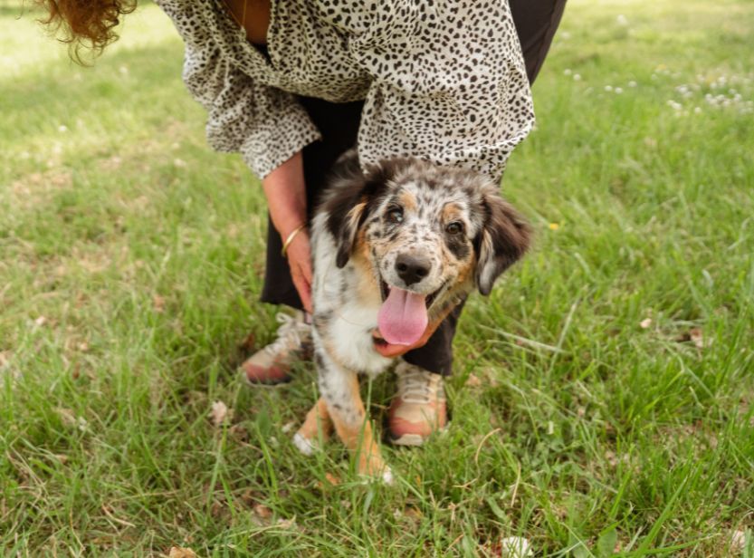 chiot berger australien jouant avec sa maîtresse sur le gazon