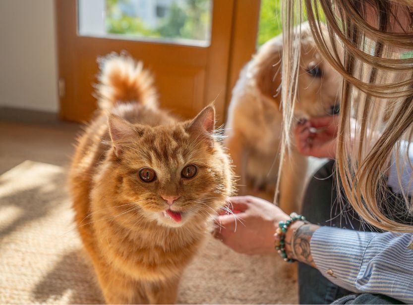 chat et chien se faisant caresser dans l'entrée d'une maison
