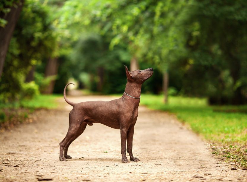 chien nu du mexique dans un parc