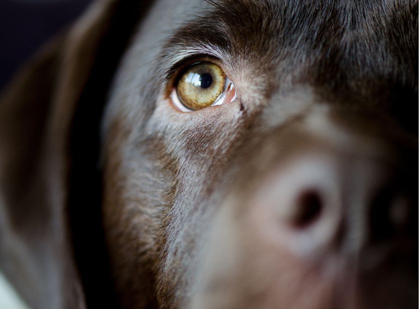zoom sur l'oeil d'un chien marron