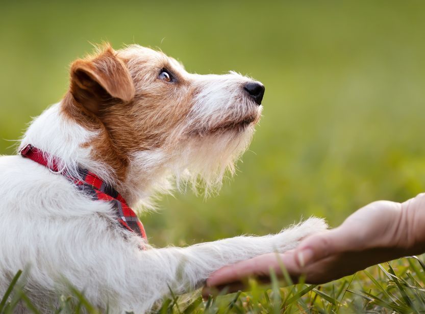 chien donnant la patte à un humain dans l'herbe