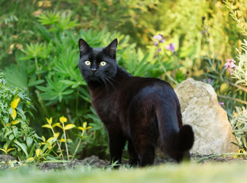 chat noir devant un bosquet