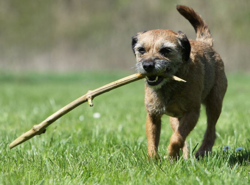 border terrier tenant un bâton marchant dans l'herbe
