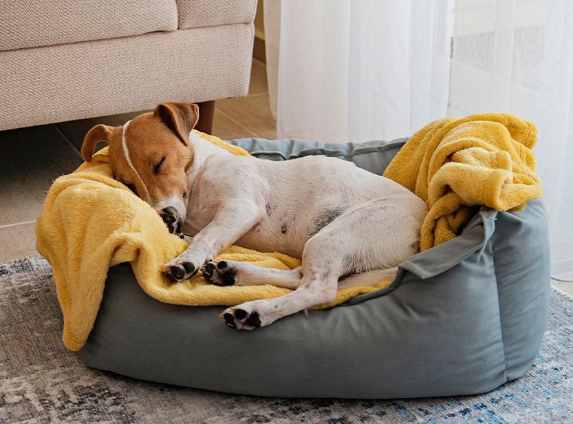jack russell dormant dans un panier