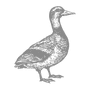 Canard
