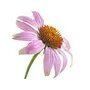 Échinacée