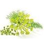 Fenouil