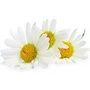 Fleur de Camomille