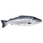 Poisson