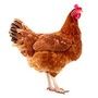 Poulet
