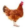 Poulet