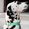 Dalmatien avec un collier L vert sauge lumineux Fidèle Paris en partenariat avec Ultra Premium Direct