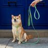 Shiba Inu met saliegroene halsband en riem Fidèle Paris in samenwerking met Ultra Premium Direct