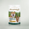 Shiba Inu qui sent la friandise lamelle riche en poulet